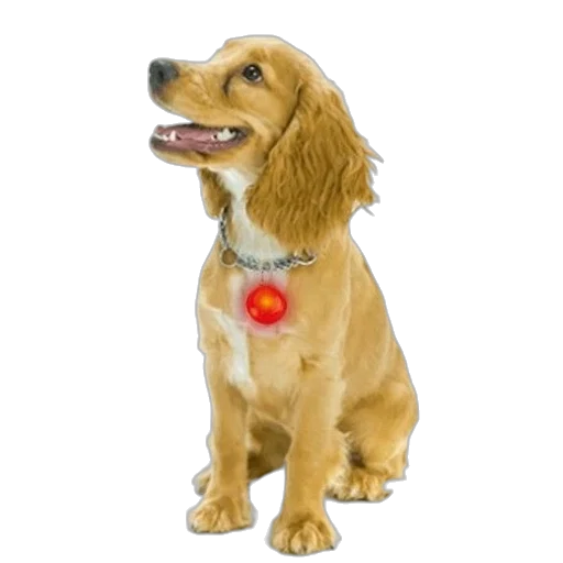 staff, animal, photorealistic, 3d render transparent PNG cut-out