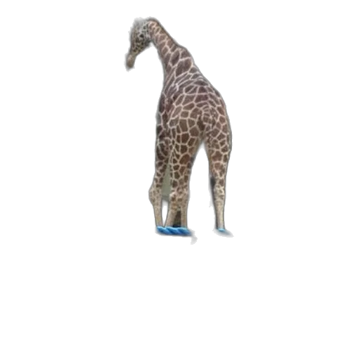 animal, creature, bottle, shoes transparent PNG cut-out