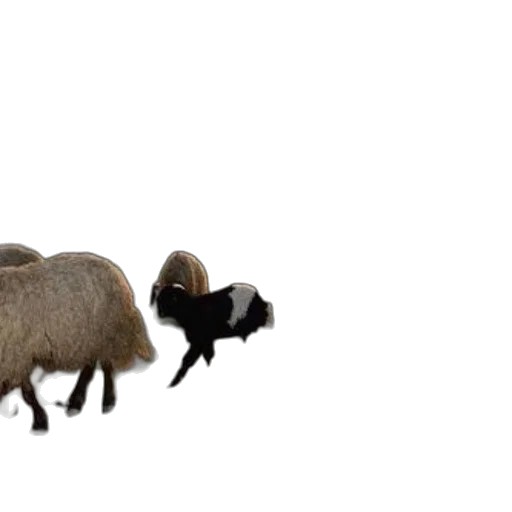 animal, creature, hair, hat transparent PNG cut-out