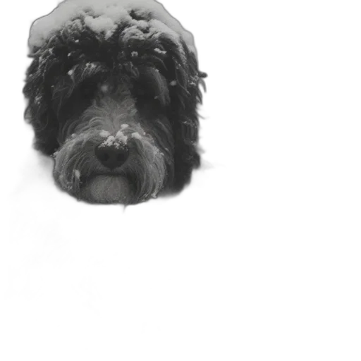face, animal, creature, mask transparent PNG cut-out
