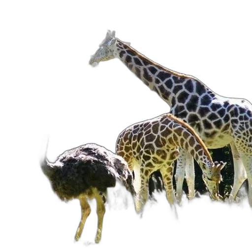 animal, creature, crown, hat transparent PNG cut-out