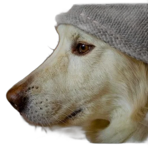 hat, animal, face, creature transparent PNG cut-out