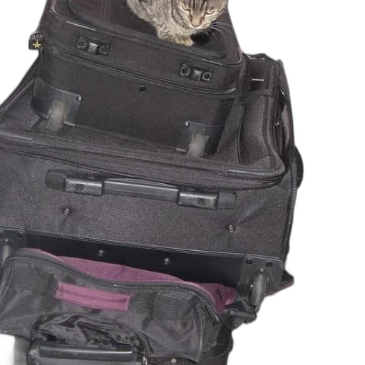 jacket, weapon, staff, animal transparent PNG cut-out