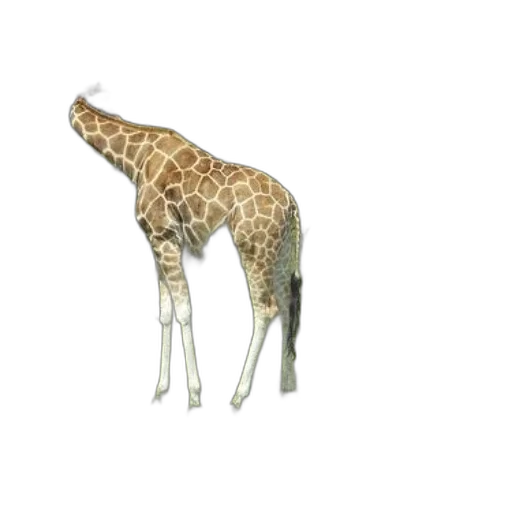 animal, creature, staff, umbrella transparent PNG cut-out