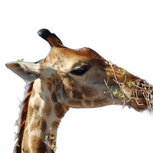 animal, creature, face, hat transparent PNG cut-out