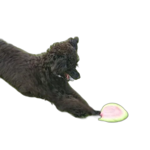 staff, animal, creature, weapon transparent PNG cut-out