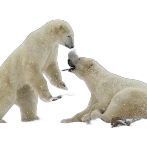 animal, snow, two, polar transparent PNG cut-out
