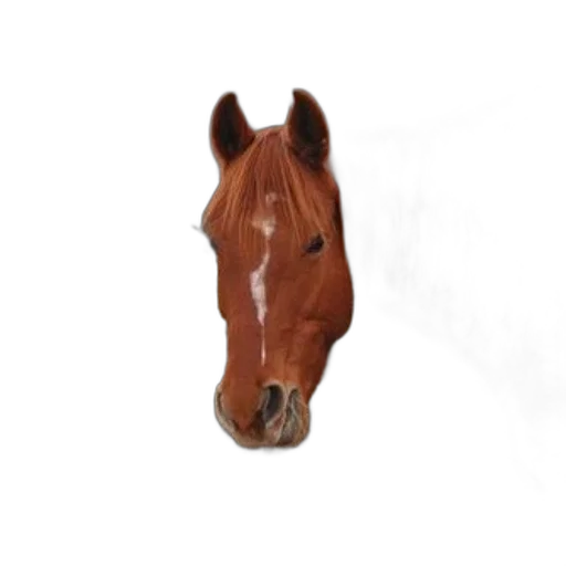 animal, face, staff, hat transparent PNG cut-out