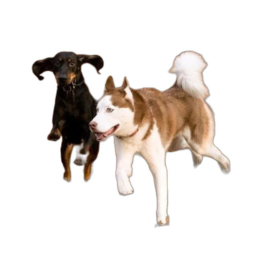 animal, pixel art, photorealistic, 3d render transparent PNG cut-out