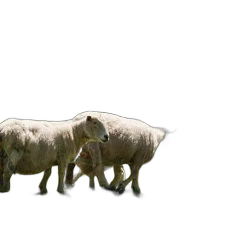 animal, creature, car, weapon transparent PNG cut-out