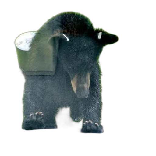 animal, hat, creature, jacket transparent PNG cut-out