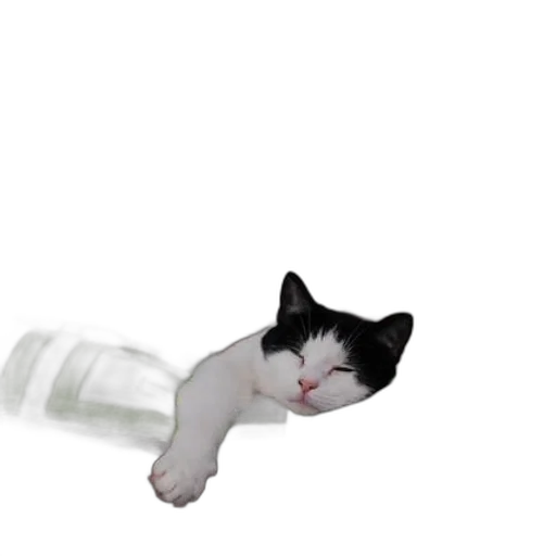 bottle, animal, creature, staff transparent PNG cut-out