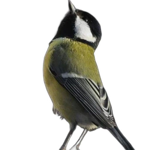 animal, staff, hat, creature transparent PNG cut-out
