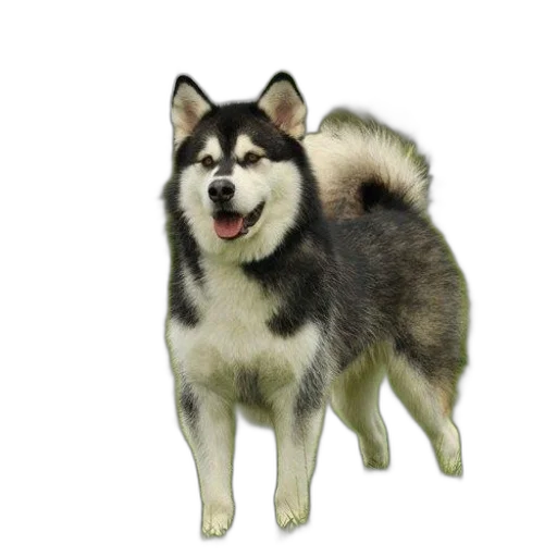 animal, creature, staff, face transparent PNG cut-out