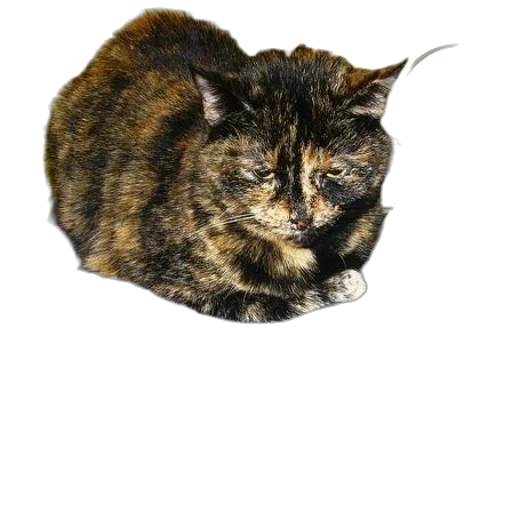 animal, creature, staff, crown transparent PNG cut-out