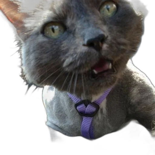 staff, animal, creature, face transparent PNG cut-out