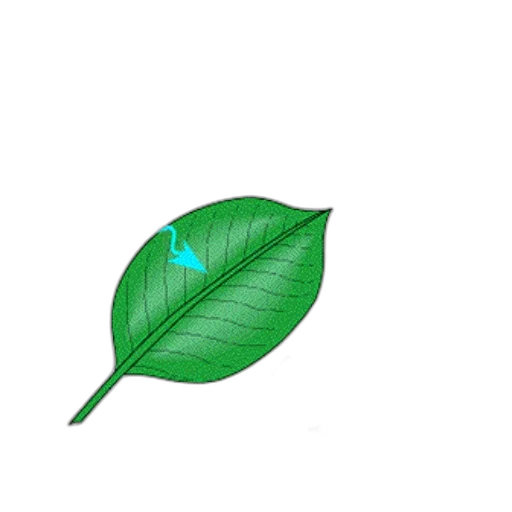 umbrella, flower, staff, hat transparent PNG cut-out