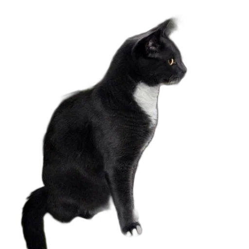 animal, staff, creature, hat transparent PNG cut-out