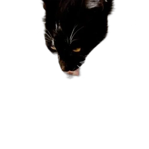 animal, creature, staff, face transparent PNG cut-out