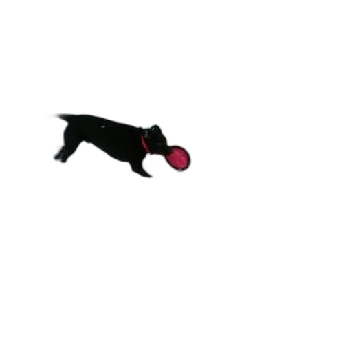 animal, umbrella, staff, creature transparent PNG cut-out