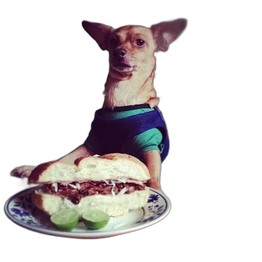 food, animal, creature, dress transparent PNG cut-out
