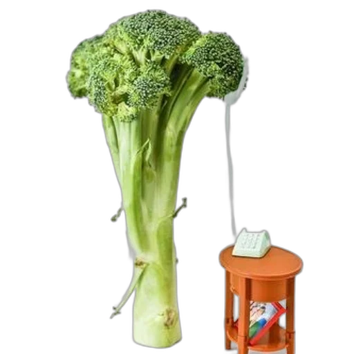 food, weapon, animal, robot transparent PNG cut-out