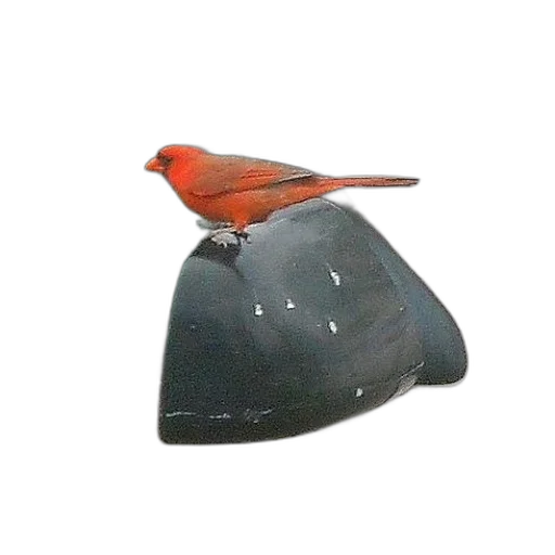 hat, crown, animal, jewelry transparent PNG cut-out