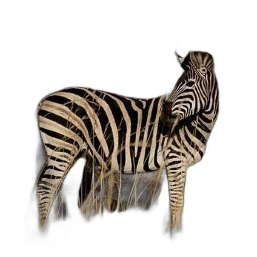 animal, creature, furniture, jewelry transparent PNG cut-out