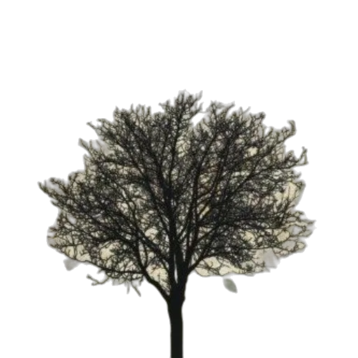 tree, crown, hair, hat transparent PNG cut-out