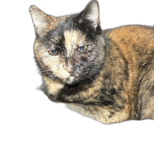 animal, creature, staff, photorealistic transparent PNG cut-out