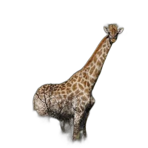 animal, creature, staff, hat transparent PNG cut-out