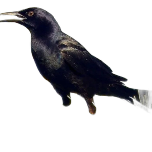 animal, staff, creature, food transparent PNG cut-out