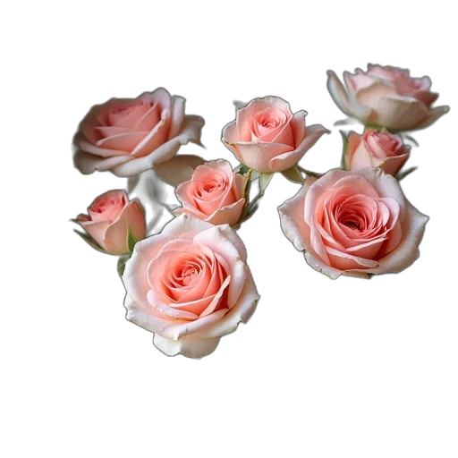 flower, crown, jewelry, face transparent PNG cut-out