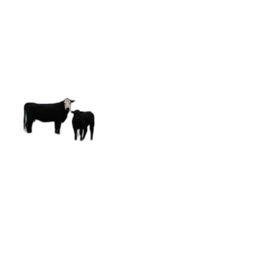 animal, creature, food, furniture transparent PNG cut-out