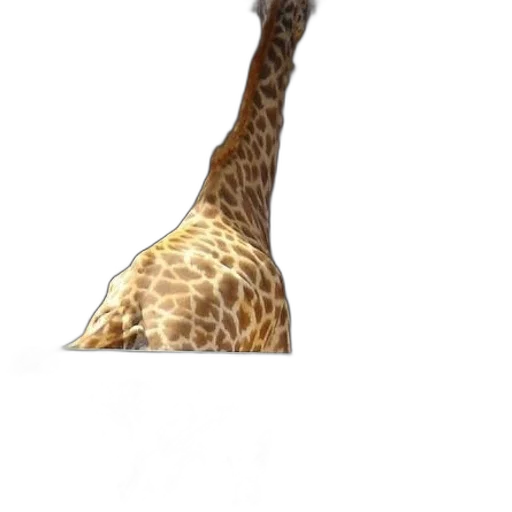 animal, creature, hat, weapon transparent PNG cut-out