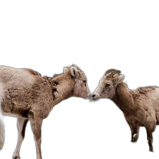 animal, two, bighorn, sheep transparent PNG cut-out