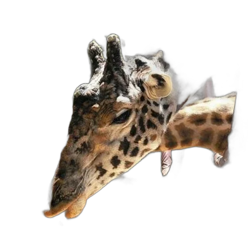 animal, shoes, creature, weapon transparent PNG cut-out