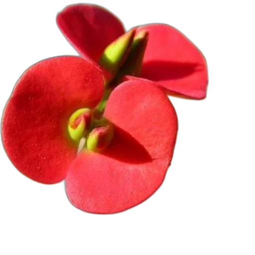 flower, crown, jewelry, food transparent PNG cut-out