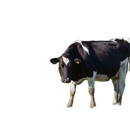 animal, food, creature, robot transparent PNG cut-out