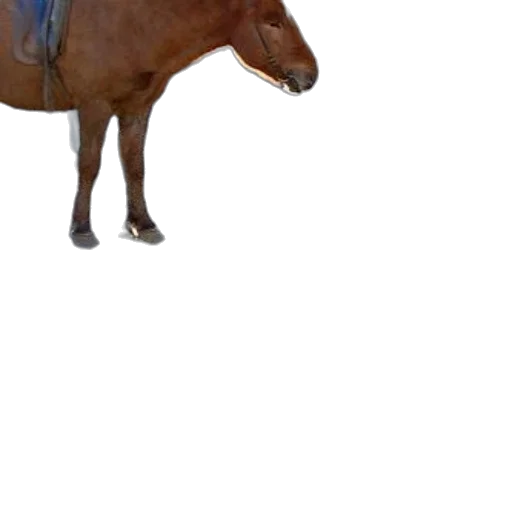 animal, creature, hat, staff transparent PNG cut-out
