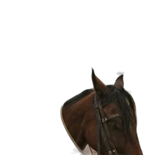 hat, animal, face, mask transparent PNG cut-out