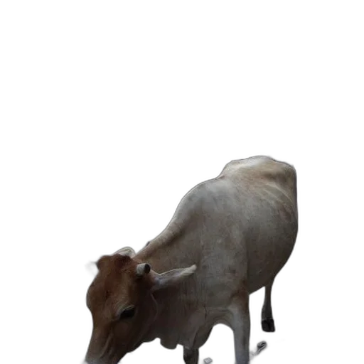 animal, creature, staff, hat transparent PNG cut-out