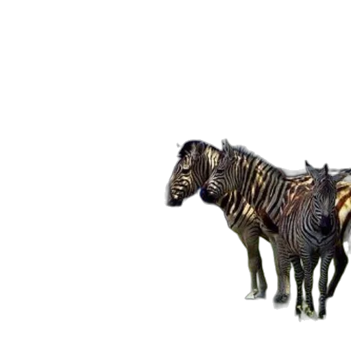 animal, creature, furniture, jewelry transparent PNG cut-out