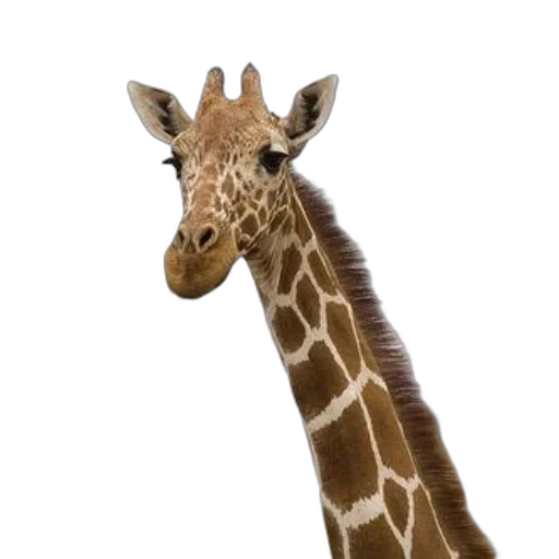 animal, creature, staff, face transparent PNG cut-out