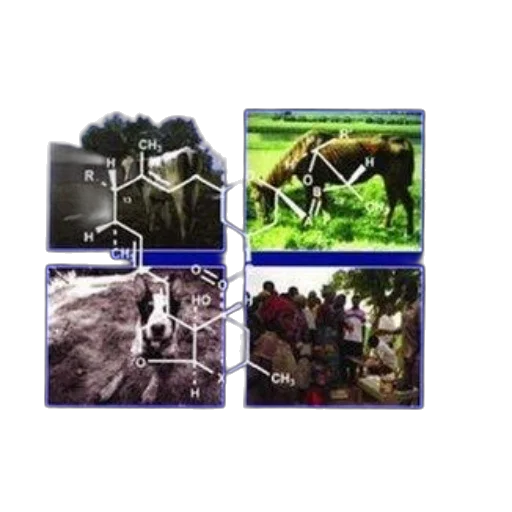 cover, lactones, antiparasitic, therapy transparent PNG cut-out