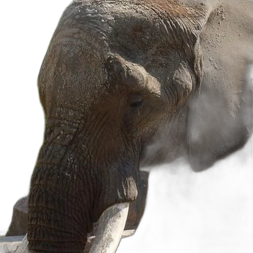 animal, creature, majestic, elephant transparent PNG cut-out
