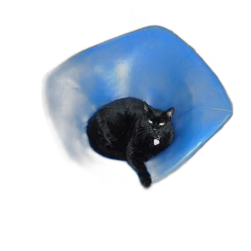 hat, umbrella, animal, creature transparent PNG cut-out