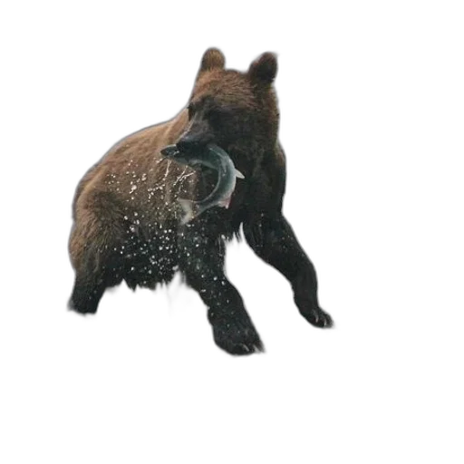 animal, creature, staff, mask transparent PNG cut-out