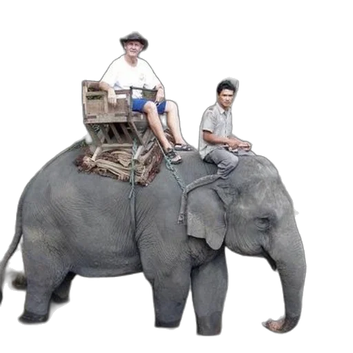 animal, car, creature, hat transparent PNG cut-out