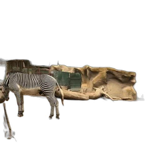animal, furniture, weapon, creature transparent PNG cut-out